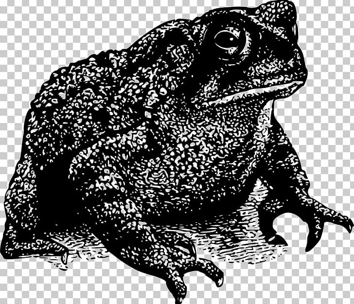 Frog Amphibian Toad PNG, Clipart, American Toad, Amphibian, Animals, Art, Black And White Free PNG Download
