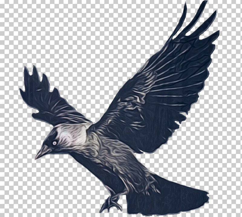 Feather PNG, Clipart, Bald Eagle, Beak, Biology, Bird Of Prey, Birds Free PNG Download