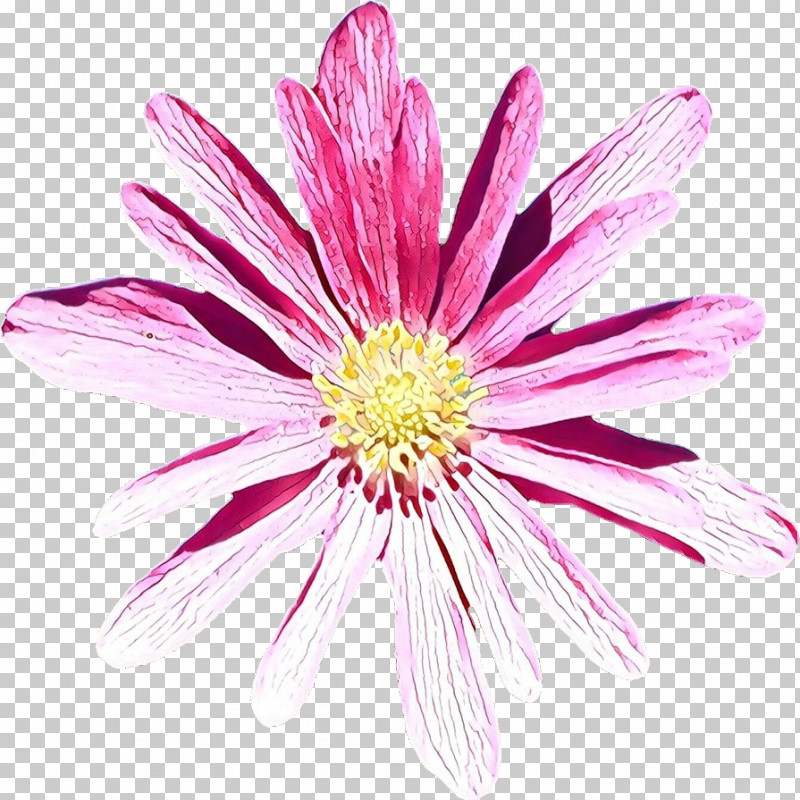 Flower Petal Pink Plant Barberton Daisy PNG, Clipart, Barberton Daisy, Daisy Family, Flower, Gerbera, Petal Free PNG Download