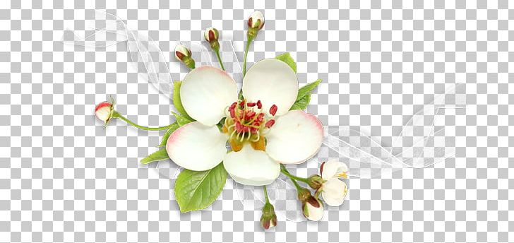 1080p High-definition Television Flower PNG, Clipart, 1080p, Aspect Ratio, Blossom, Branch, Cicek Free PNG Download