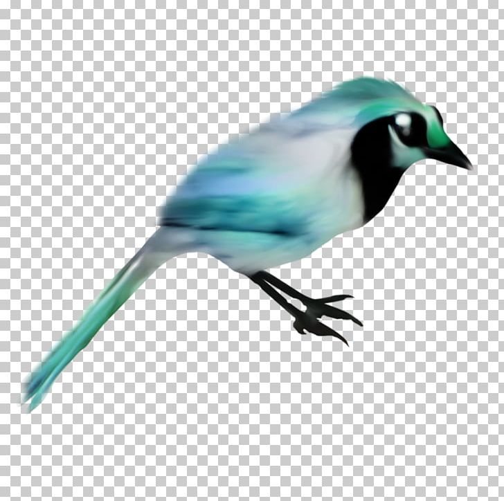 Blue Jay Bird Sky Blue Beak PNG, Clipart, 2017, Animal, Animals, Beak, Bird Free PNG Download