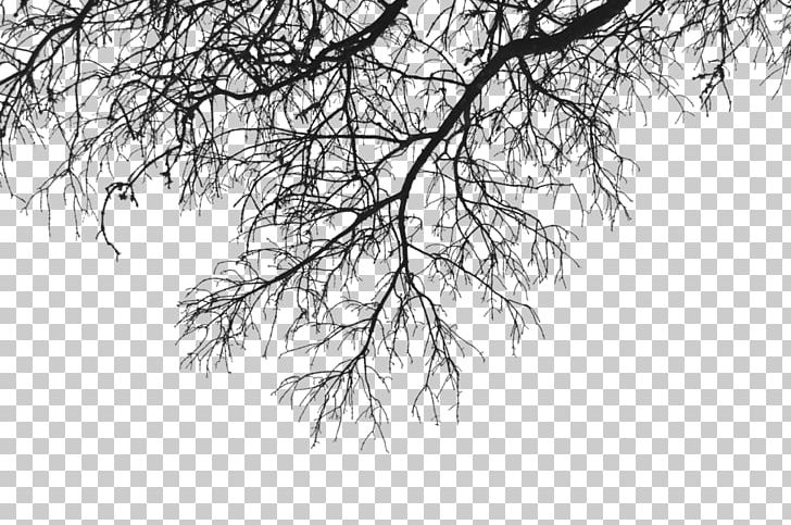 Branch Portable Network Graphics Tree PNG, Clipart, Art, Black And White, Branch, Desktop Wallpaper, Download Free PNG Download