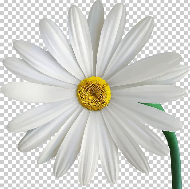 Chrysanthemum Common Daisy PNG, Clipart, Chamomile, Chart, Chrysanthemum, Chrysanths, Common Daisy Free PNG Download
