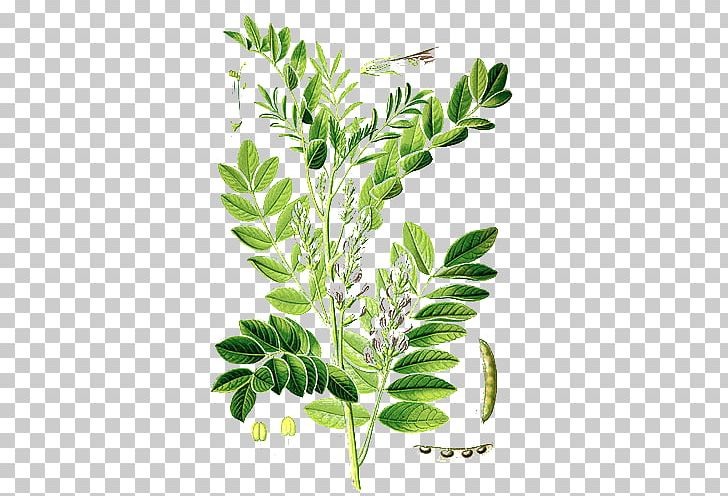 Liquorice Licorice Plant Root Herb PNG, Clipart, Branch, Extract, Food Drinks, Glabridin, Glycyrrhizin Free PNG Download