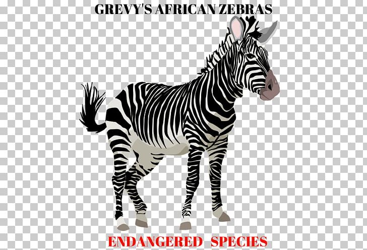 Zebra Horse PNG, Clipart, Animal, Animal Figure, Animals, Black And White, Download Free PNG Download