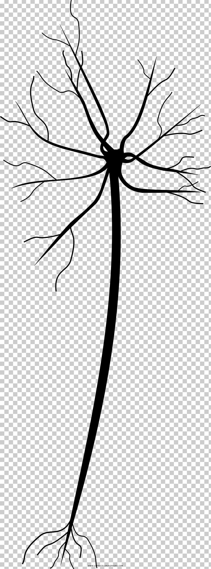 Drawing Neuron Coloring Book Line Art Painting PNG, Clipart, Artwork, Black And White, Book, Branch, Cerebro Free PNG Download