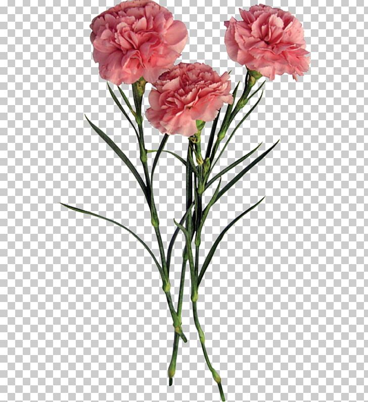 Garden Roses Flower Carnation PNG, Clipart, Bau, Carnation, Centifolia Roses, Cut Flowers, Dianthus Free PNG Download