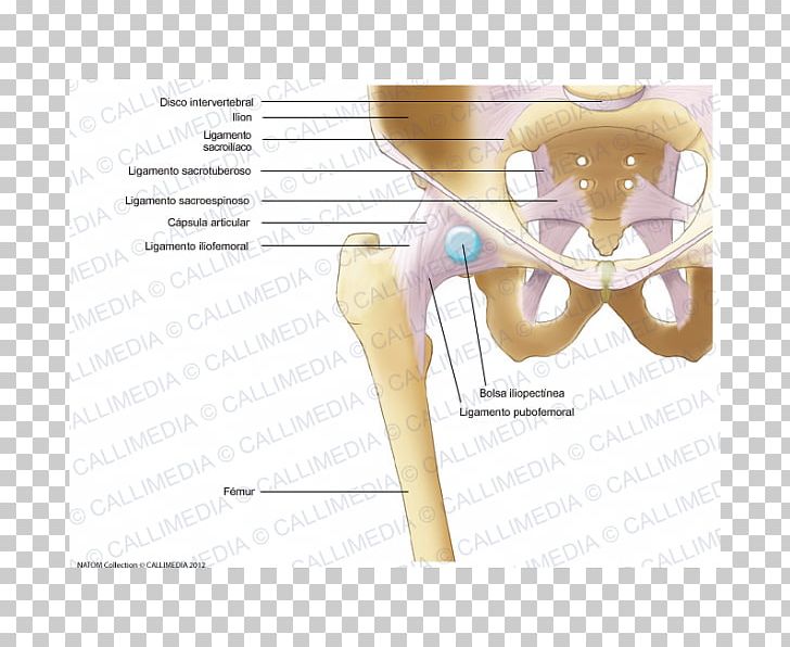 Iliopectineal Line Thumb Hip Bone Human Skeleton PNG, Clipart, Anatomy, Angle, Arm, Bone, Capsule Of Hip Joint Free PNG Download