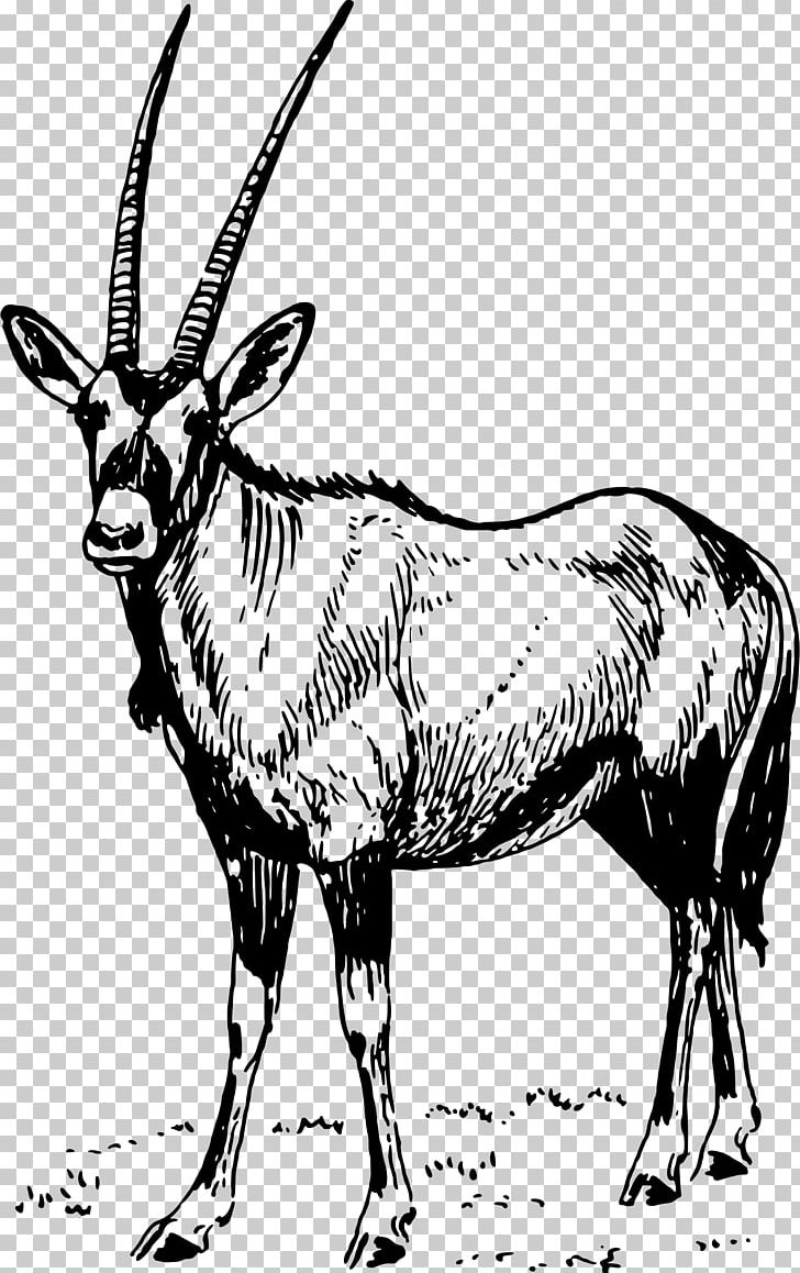 Gemsbok Antelope Waterbuck Drawing PNG, Clipart, Arabian Oryx, Black And White, Cattle Like Mammal, Computer, Cow Goat Family Free PNG Download