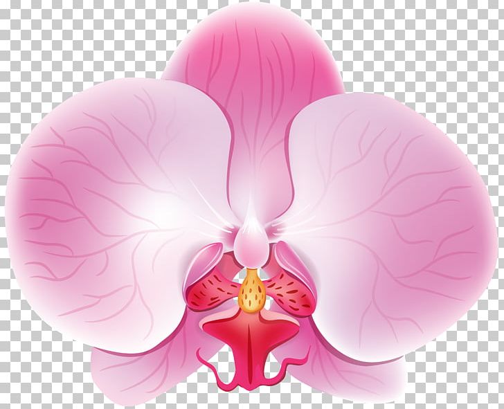 Moth Orchids Cattleya Orchids Petal PNG, Clipart, Cattleya, Cattleya Orchids, Cut Flowers, Desktop Wallpaper, Flower Free PNG Download