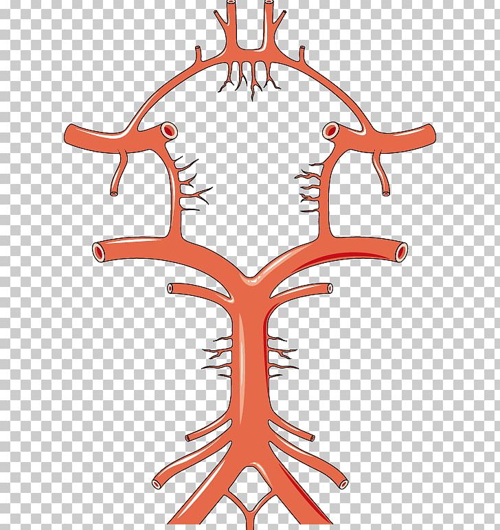 Circle Of Willis Artery Anatomy Brain Stroke PNG, Clipart, Anatomy, Antler, Area, Arteriosclerosis, Artery Free PNG Download
