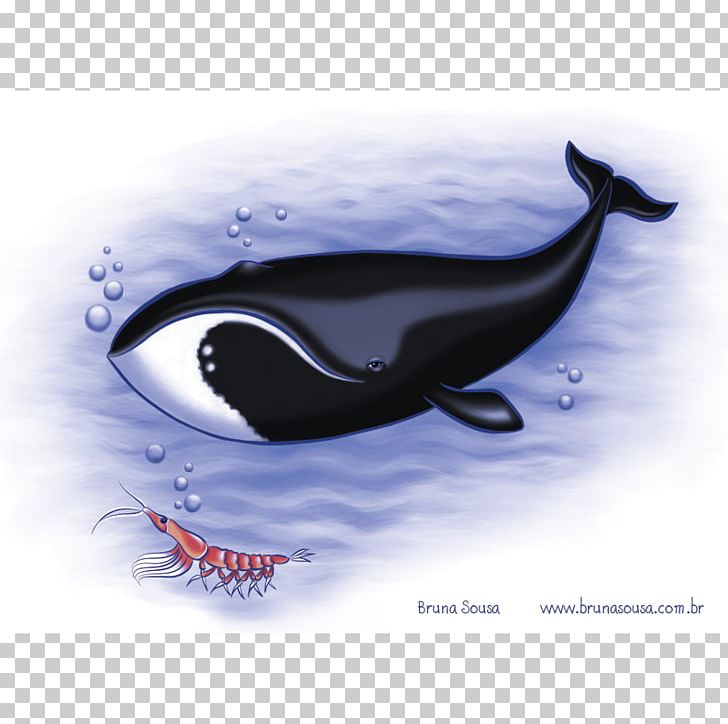 Killer Whale Southern Right Whale Baleen Whale North Atlantic Right Whale PNG, Clipart, Art, Automotive Design, Baleen Whale, Cetacea, Dolphin Free PNG Download