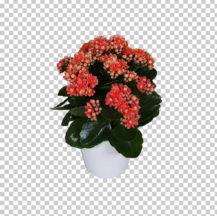 Cut Flowers Flowerpot Houseplant Annual Plant Shrub PNG, Clipart, Annual Plant, Cut Flowers, Family M Invest Doo, Flower, Flowering Plant Free PNG Download