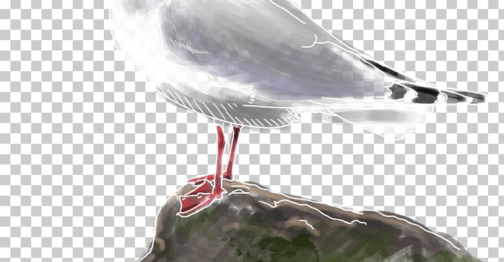 Shorebirds Black-headed Gull Large White-headed Gulls Beak PNG, Clipart, Animals, Beak, Bird, Birdwatching, Blackheaded Gull Free PNG Download