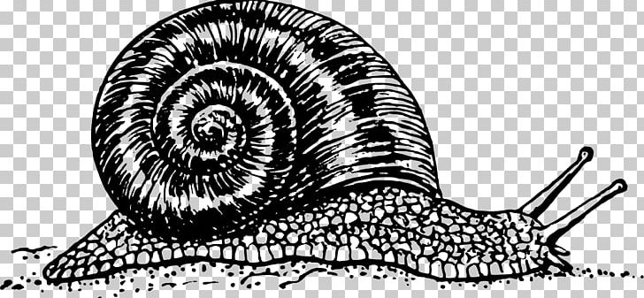 Gastropods Burgundy Snail PNG, Clipart, Animals, Artwork, Black And White, Burgund, Drawing Free PNG Download