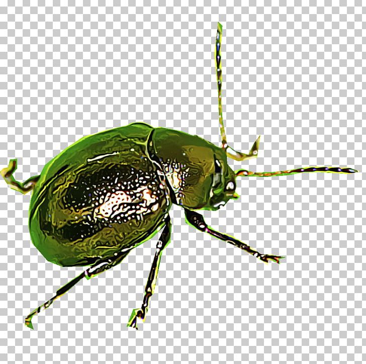 Leaf Beetles Scarabs Dung Beetle Ground Beetle PNG, Clipart, Arthropod, Beetle, Dung Beetle, Flea, Flour Beetle Free PNG Download