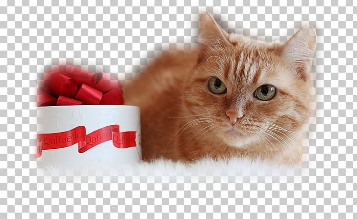 Whiskers Kitten Domestic Short-haired Cat Desktop PNG, Clipart, Animals, Carnivoran, Cat, Cat Like Mammal, Computer Monitors Free PNG Download