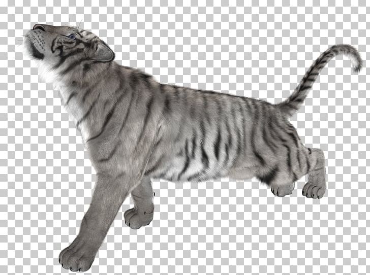White Tiger Cat Felidae PNG, Clipart, Animal, Animals, Background White, Big Cat, Big Cats Free PNG Download
