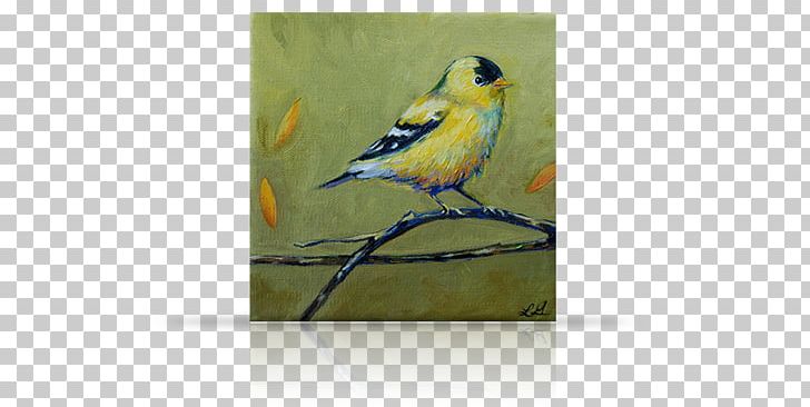 Finches Macaw Parakeet Painting Feather PNG, Clipart, Beak, Bird, Bluebird, Chickadee, Common Pet Parakeet Free PNG Download