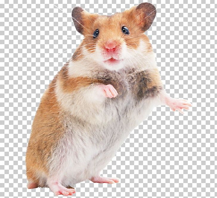 Golden Hamster Gerbil Mouse Hamster Care PNG, Clipart, Animals, Cage, Dormouse, Fauna, Fur Free PNG Download