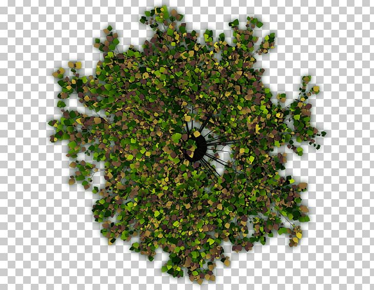 Tree Shrub Portable Network Graphics Adobe Photoshop PNG, Clipart, Adobe Systems, Branch, Computer Software, English Walnut, Grass Free PNG Download