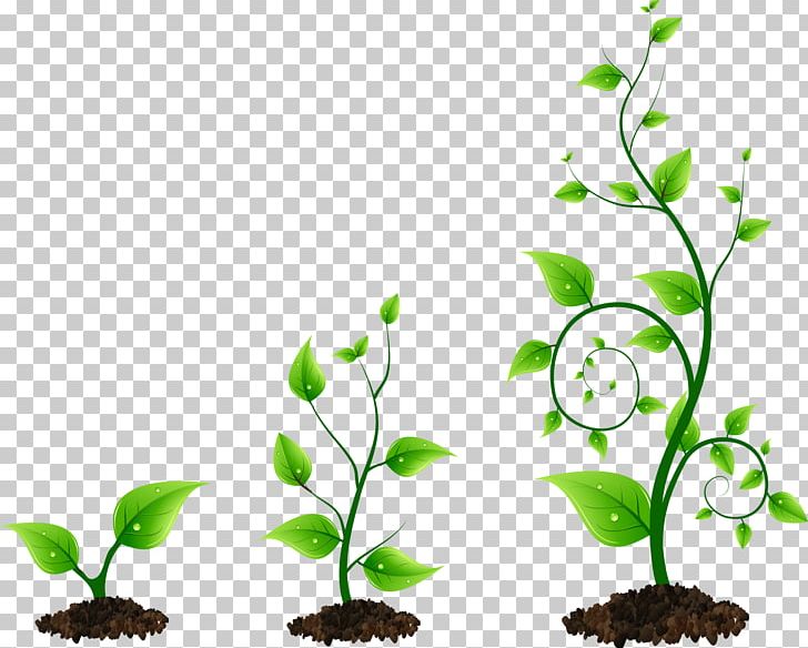 plant grow clipart