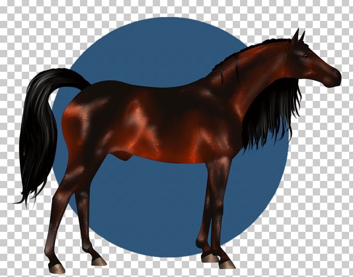 Mane Mustang Stallion Mare Halter PNG, Clipart,  Free PNG Download