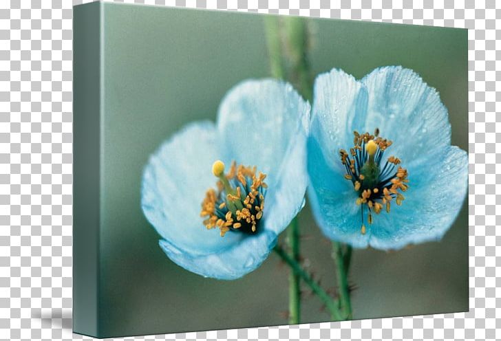 Meconopsis Betonicifolia Poppy Flower Seed Color PNG, Clipart, Anemone Coronaria, Blossom, Blue, Canvas Print, Color Free PNG Download