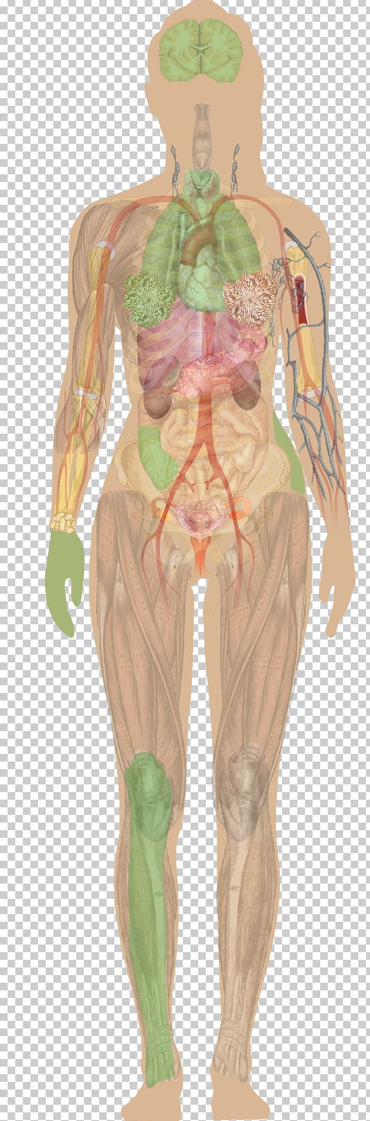 Female Body Diagram / Women Human Body Diagram - Muscle Diagram Of The