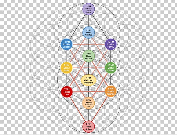 Tree Of Life Overlapping Circles Grid Sacred Geometry Breathing PNG, Clipart, Area, Breathing, Circle, Evolution, Geometry Free PNG Download