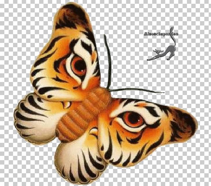 Afternoon Morning PNG, Clipart, Afternoon, Butterfly, Day, Evening, Insect Free PNG Download