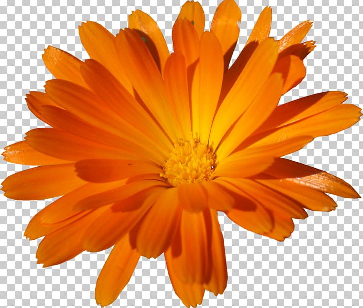 Image File Formats Orange Others PNG, Clipart, Annual Plant, Calendula, Chrysanthemum, Chrysanths, Cicek Free PNG Download