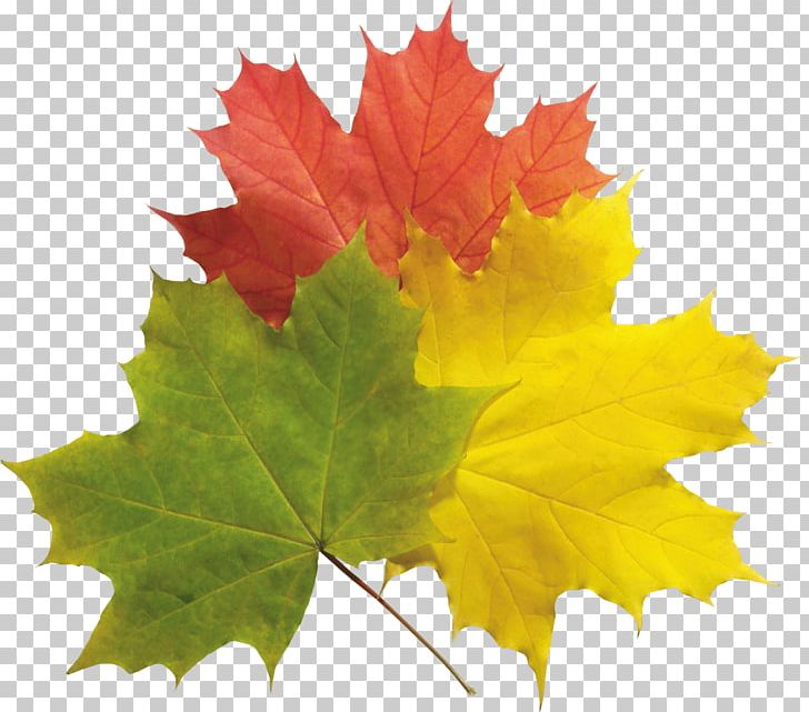 Autumn Leaf Color PNG, Clipart, Autumn, Autumn Leaf Color, Autumn Leaves, Bestoftheday, Bodyshope Free PNG Download