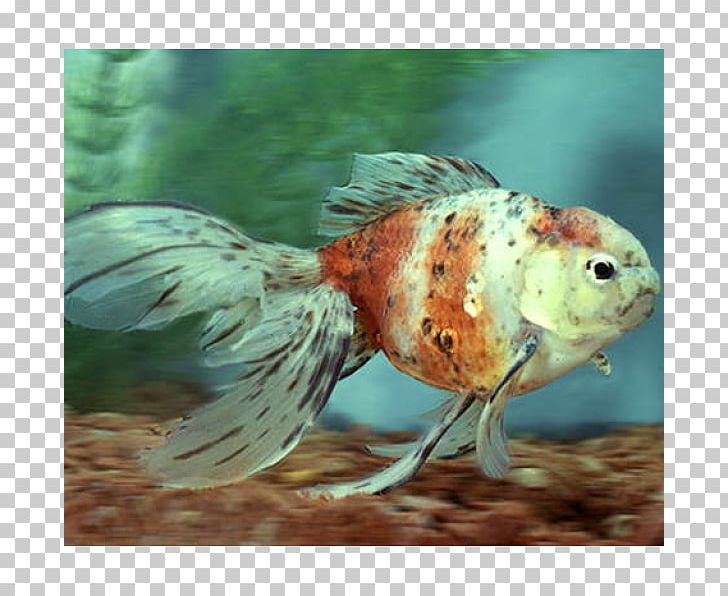 Goldfish Feeder Fish Aquariums Marine Biology PNG, Clipart, Aquarium, Aquariums, Biology, Bony Fish, Carassius Auratus Free PNG Download