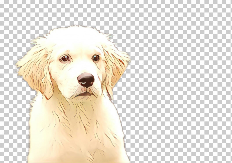 Dog Companion Dog Sporting Group Rare Breed (dog) Golden Retriever PNG, Clipart, Companion Dog, Dog, Golden Retriever, Rare Breed Dog, Sporting Group Free PNG Download