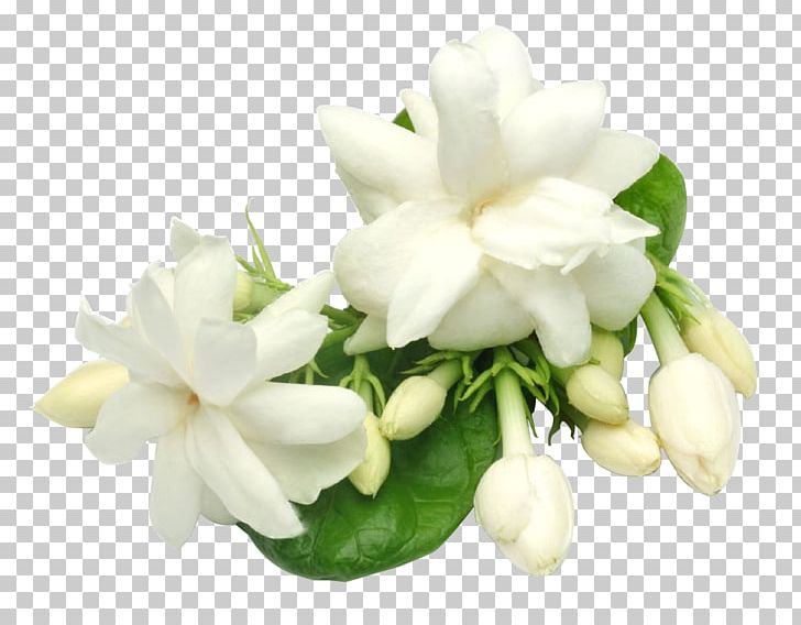 Arabian Jasmine Plant Oil Perfume Candle PNG, Clipart, Arabian Jasmine, Candle, Cut Flowers, Floral Design, Floristry Free PNG Download