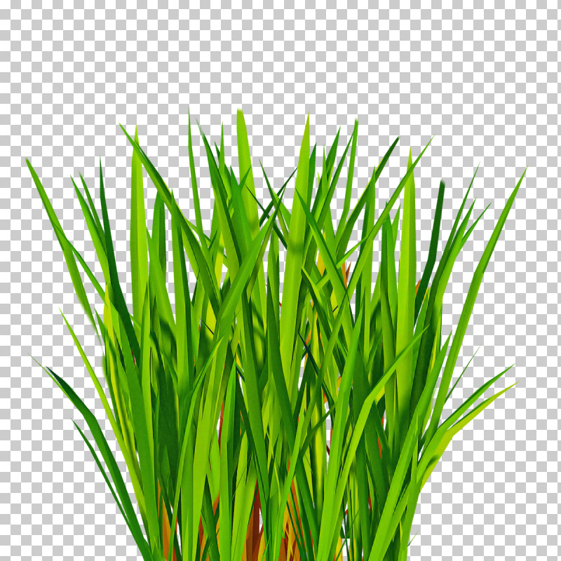 Grass Plant Green Grass Family Wheatgrass PNG, Clipart, Chives, Chrysopogon Zizanioides, Flower, Grass, Grass Family Free PNG Download