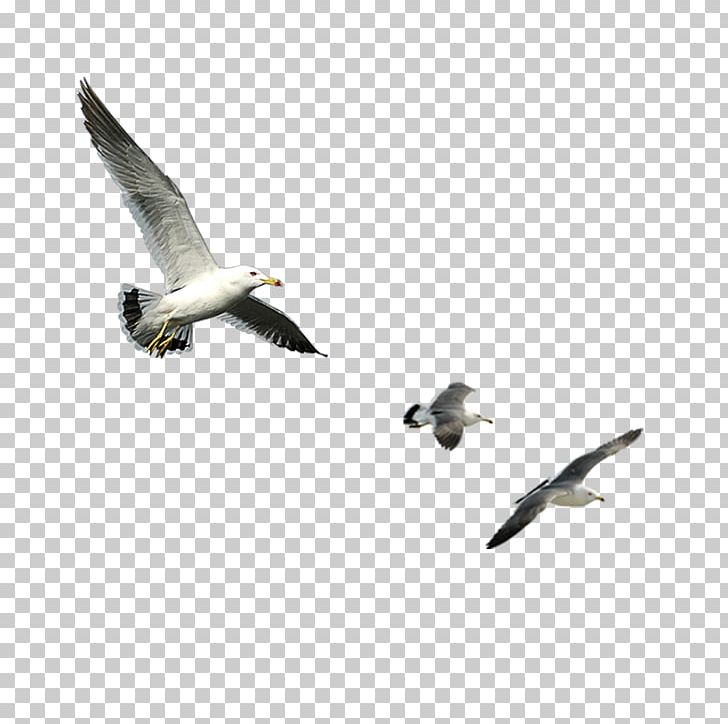 Bird Goose Computer File PNG, Clipart, Animals, Asuka, Beak, Bird, Bird Cage Free PNG Download