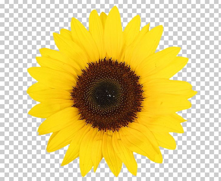 Common Sunflower Daisy Family Yellow PNG, Clipart, Aline, Asterales, Color, Common Daisy, Common Sunflower Free PNG Download