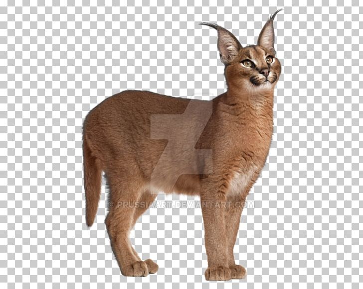 Felidae Eurasian Lynx Egyptian Mau African Wildcat Cheetah PNG, Clipart, Abyssinian, African Wildcat, Animals, Asian, Background Free PNG Download