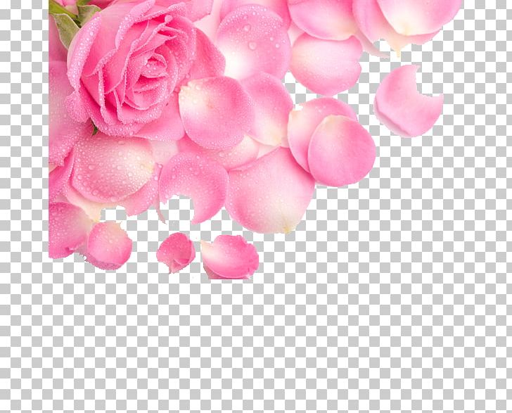 Rose Petal Flower Pink PNG, Clipart, Display Resolution, Float, Flower Bouquet, Flowering Plant, Flowers Free PNG Download