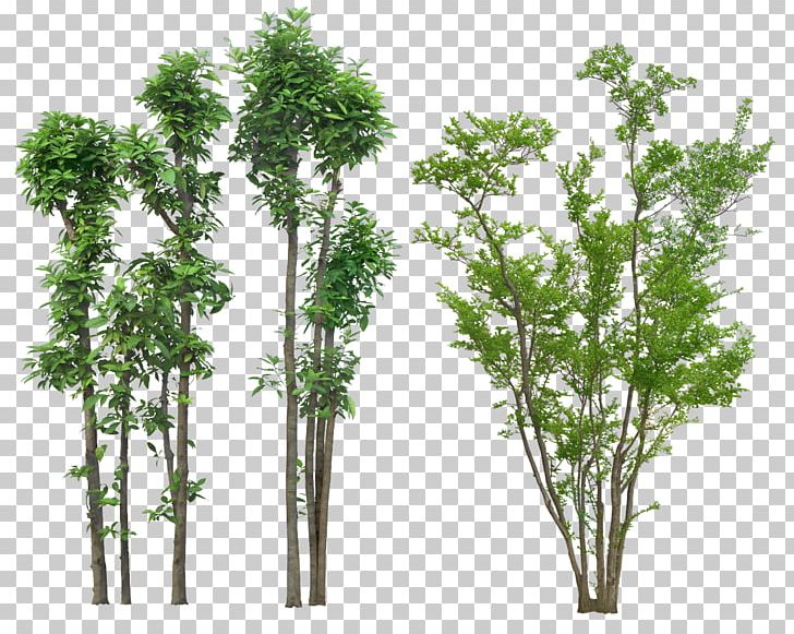 Tree Plant Landscape PNG, Clipart, Blueberry, Branch, Encapsulated Postscript, Grass, Herb Free PNG Download