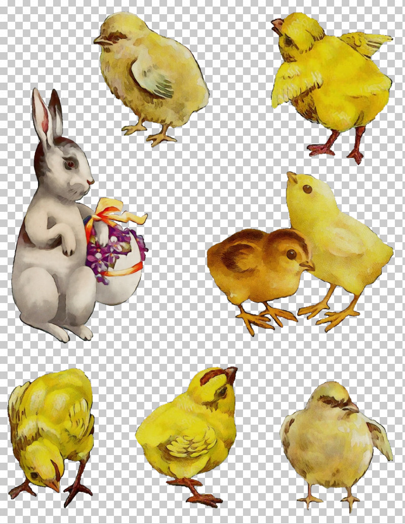 Yellow Animal Figure Bird Atlantic Canary Chicken PNG, Clipart, Animal Figure, Atlantic Canary, Bird, Chicken, Paint Free PNG Download