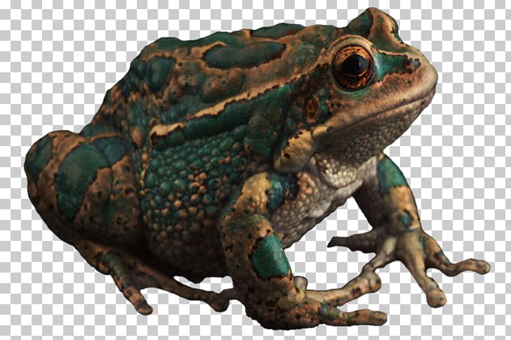 American Bullfrog Toad True Frog PNG, Clipart, American Bullfrog, Amphibian, Animal, Bullfrog, Download Free PNG Download