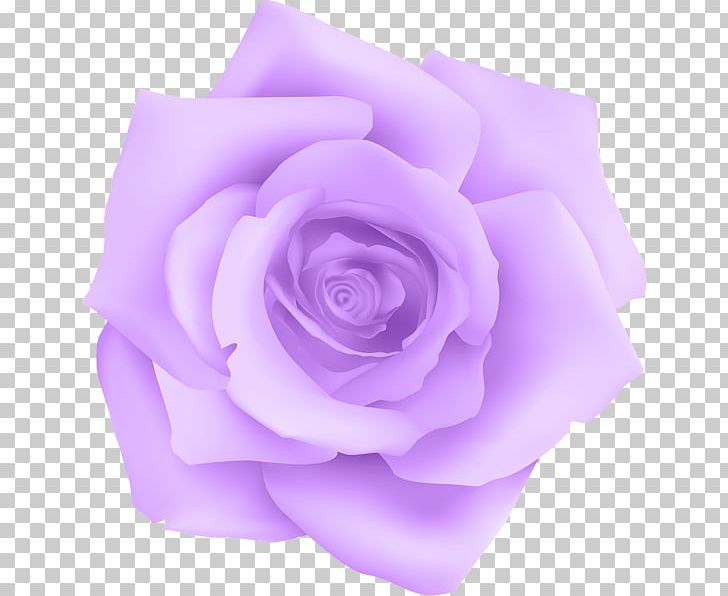 Purple Garden Roses Violet PNG, Clipart, Art, Color, Cut Flowers, Desktop Wallpaper, Flower Free PNG Download