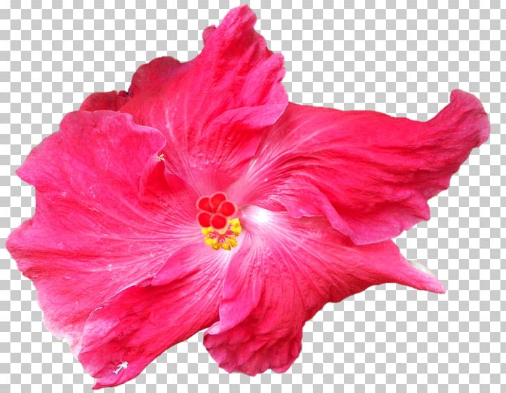 San Antonio Botanical Garden Colourbox Shoeblackplant PNG, Clipart, Botany, China Rose, Encapsulated Postscript, Flower, Flowering Plant Free PNG Download