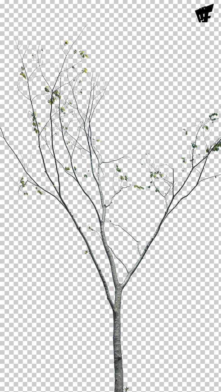 Twig Plant Stem Leaf Flowering Plant PNG, Clipart, Black And White, Branch, Cessna O 1 Bird Dog, Flora, Flower Free PNG Download