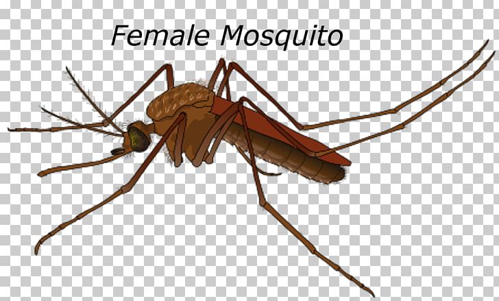 Yellow Fever Mosquito Female Mating Mosquito Control PNG, Clipart, Aedes, Arthropod, Bug, Crane Fly, Culex Free PNG Download