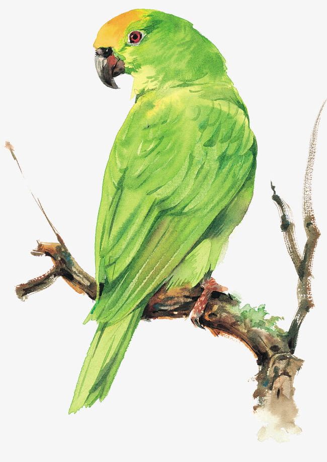 Parrot PNG, Clipart, Animal, Bird, Birds, Branches, Branches Bird Free PNG Download