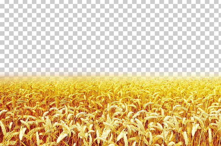 Wheat PNG, Clipart, Adobe Illustrator, Agriculture, Cartoon Wheat, Cereal, Clip Free PNG Download